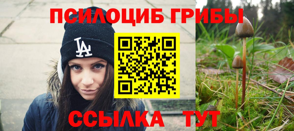 Галлюциногенные грибы Psilocybe Торжок